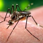 Desmienten que el chikungunya se transmita de manera viral