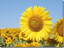 los-girasoles