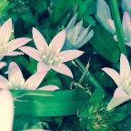 the problem with genetically modified food is that all of them are tainted with Roundup and its glyphosate.