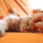 11 razones científicas que demuestran que tener un gato es bueno para la salud