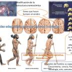 Genética y desarrollo humano estructural